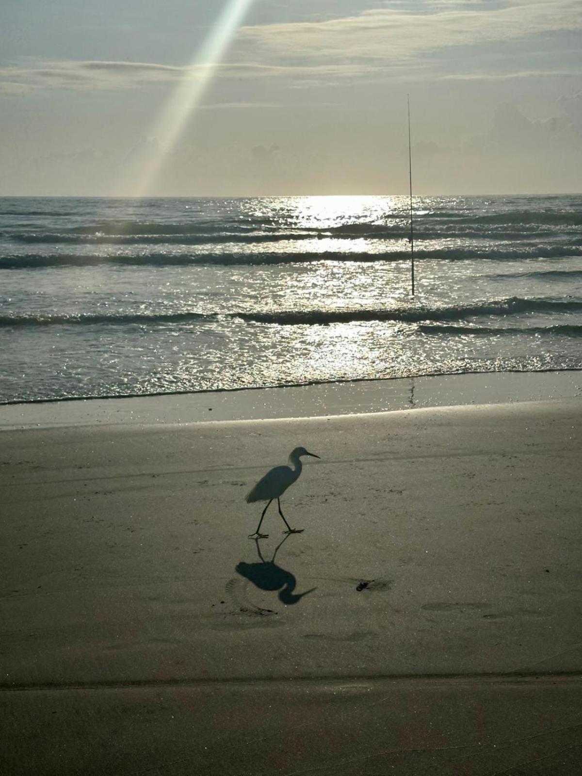 Flamingo Inn Beachfront - Daytona Beach Exteriör bild